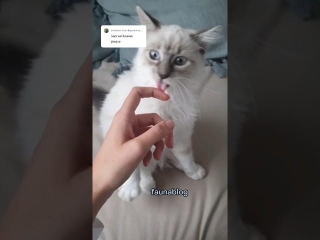 Sacred BirmanThe BlueEyed Fluffball#SacredBirman #BirmanCat #CatFacts #BlueEyedCat #TempleCat#fyp