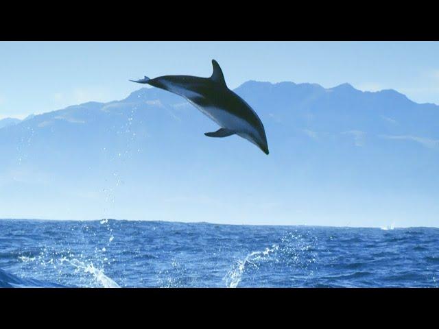 Incredible Dolphin Moments | BBC Earth