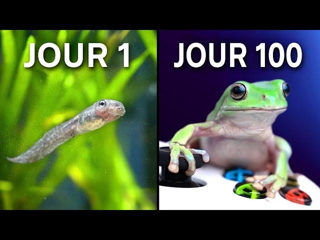 Élevage de Grenouilles pour Jouer aux Jeux Vidéo !