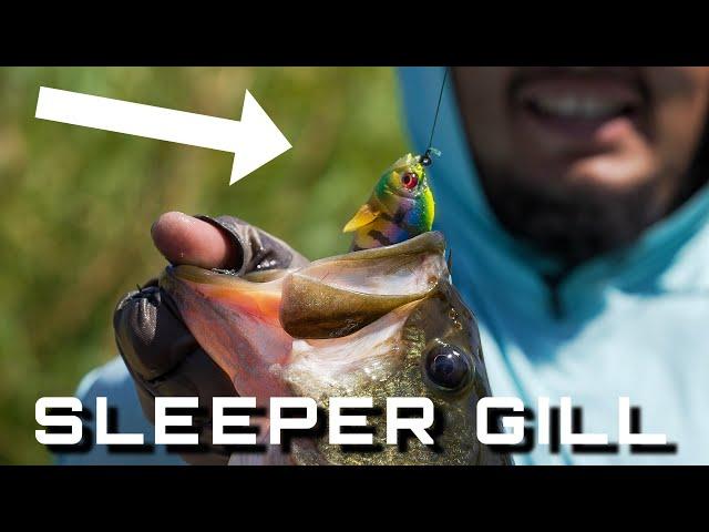 Megabass Sleeper Gill!! The Hottest Lure On The Market Catches Big Fish!