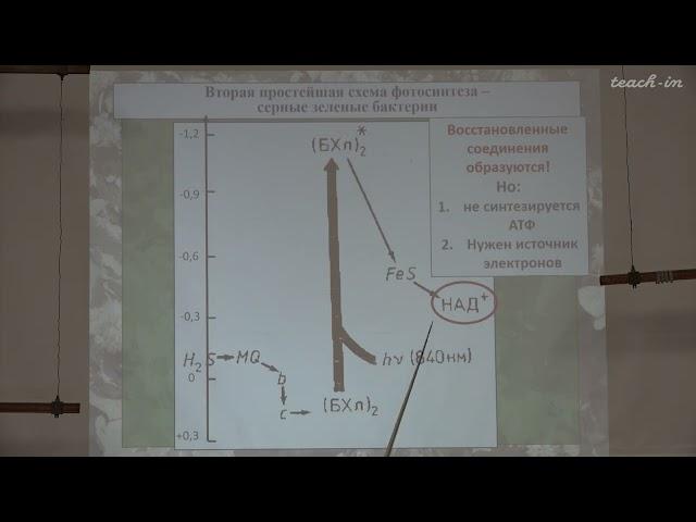 Константинова С.В. - Физиология и биохимия растений - 7. Световая фаза фотосинтеза