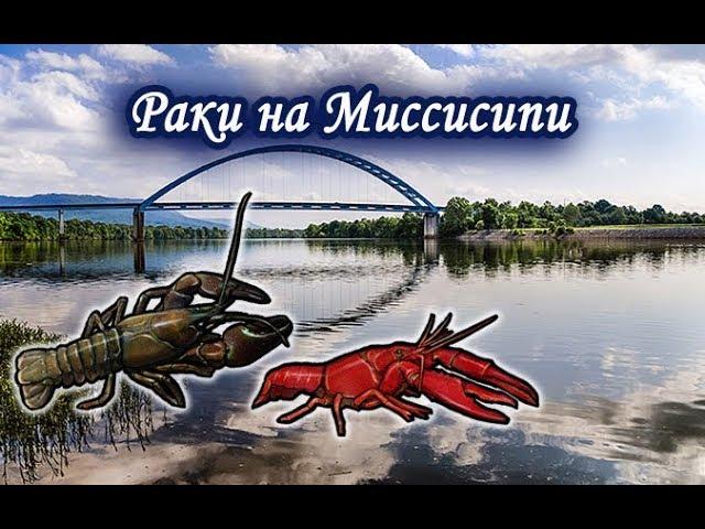 Раки на Миссисипи. Русская Рыбалка.