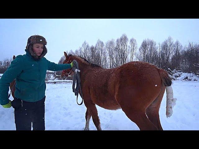 Что с жеребенком после кастрации?