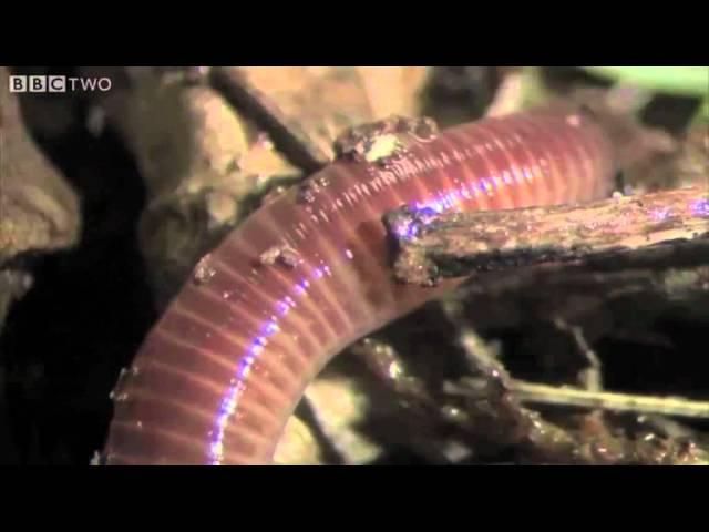 The Amazing World Of Earthworms In The UK - Springwatch - BBC