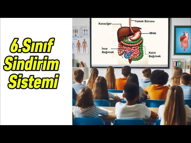 6.Sınıf Sindirim Sistemi