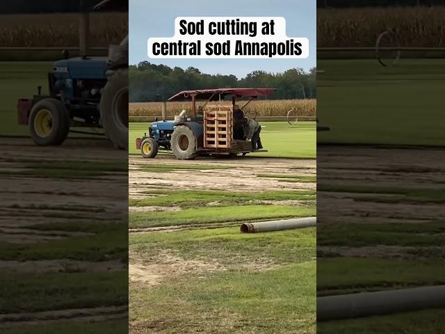 Ever wonder how they cut sod ?