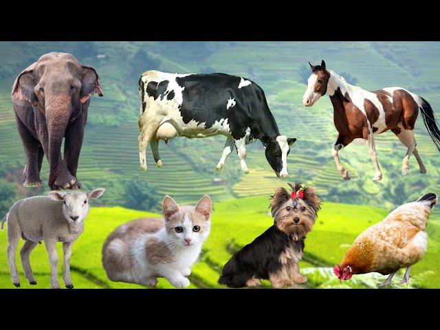 Collection of cute animal sounds: Cow, Cat, Chicken, Dog, Sheep, Cat, Horse - Cute Animal Moments