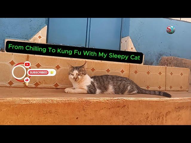 From Chilling To Kung Fu With My Cat