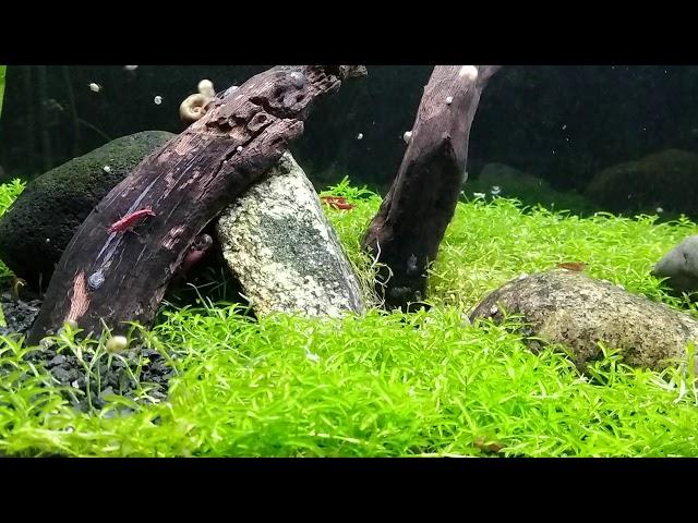 Cherry Shrimp Aquarium ~ Peaceful Relaxing Music ~ Sleep, Study, Meditation, Yoga ~ 10 Hours HD 720p