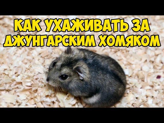 Джунгарский хомяк - уход и содержание. Как ухаживать за джунгарским хомяком