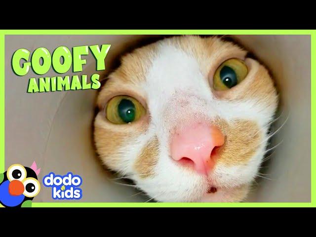 Lovable Pets Who Confuse Their Parents Every Single Day | Animal Videos For Kids | Dodo Kids