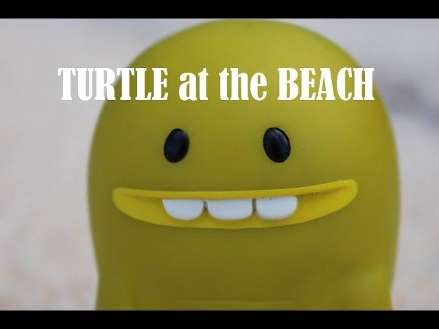 Turtle at the beach