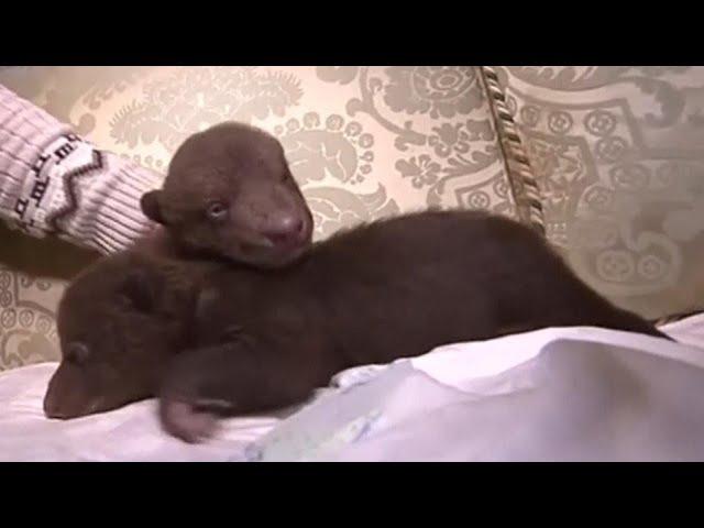 Newborn Baby Bear Cubs Found in Dumpster