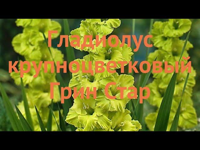 Гладиолус крупноцветковый Грин Стар (gladiolus)  обзор: как сажать, луковицы гладиолуса Грин Стар