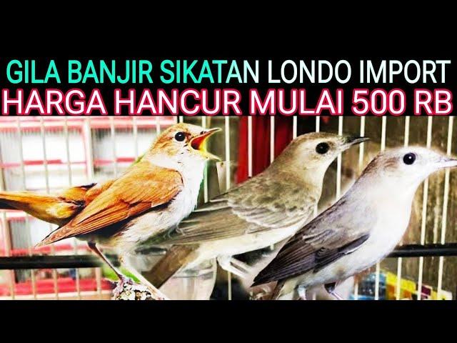 BANJIR BURUNG SIKATAN LONDO IMPORT HARGA HANCUR MULAI 500 RB DI PASAR BURUNG PRAMUKA HARI INI