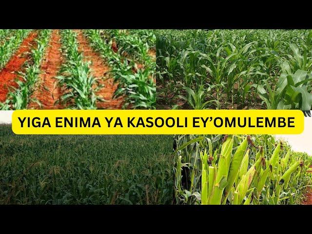 YIGA BUSINESS Y'OKULIMA KASOOLI