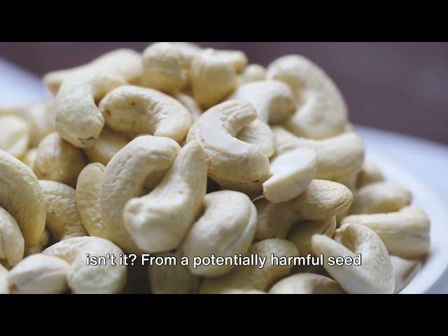 Are cashews poisonous?