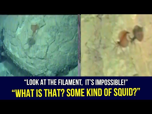 Magnapinna Squid from 1988 First Known Footage | Magnapinna Archive