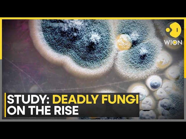 Experts Warn Deadly Fungi Spreading Faster As Climate Warms | World News | WION