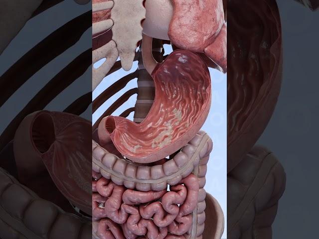 Inside the stomach: the process of acid production