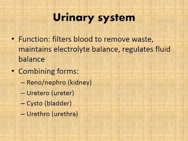 MBC Vet Tech Online Review 1.2-Organ Specific Terminology