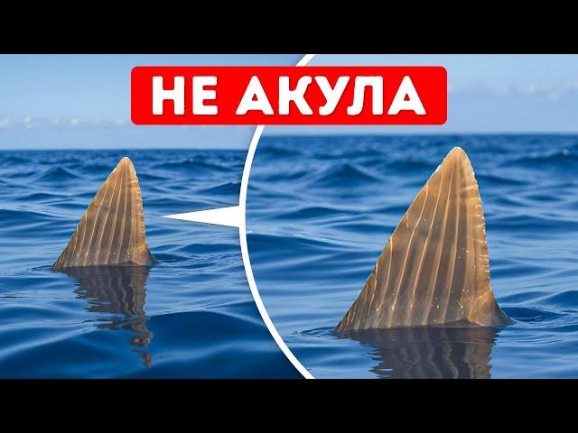 Сумасшедшие факты о животных, которые вы наверняка еще не гуглили