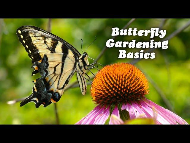 Create a Butterfly Garden from Scratch