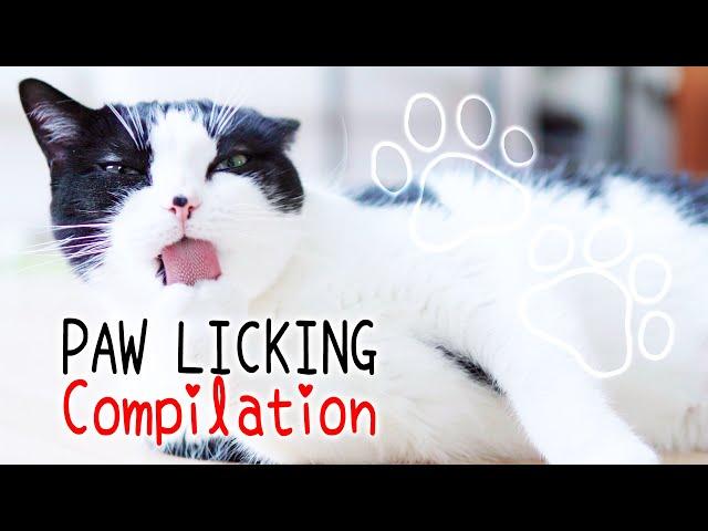  Cats Licking Paws ASMR Compilation  | Cat Grooming | Curry Sugar Meow