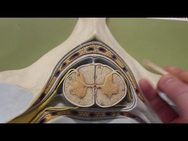 Unit 5 Spinal cord with vertebra model