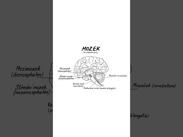 NEZkreslená věda VIII – MOZEK  #nezkreslena_veda #nezkreslenaveda #akademievedcr