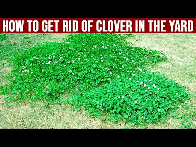 How to Get Rid of Clover in the Yard - Tips for Removing Clover Grass