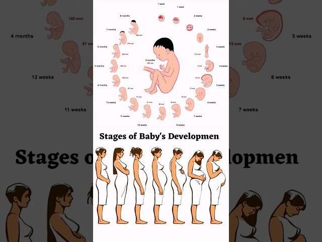 Stages of Baby's Development in the Womb #shorts #viral #viralshorts