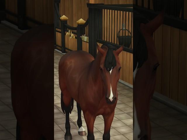 #sso #starstableonline #starstable #старстейблонлайн #edit #horse #shortsvideo #старстейбл #short