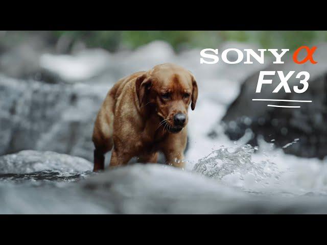 A Cinematic Dog Commercial (SONY FX3)