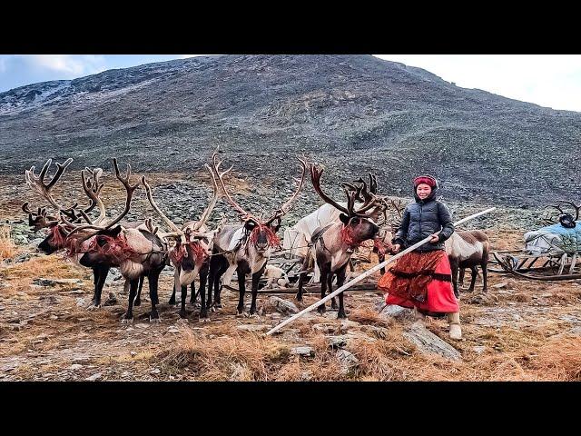 Оленеводы-горцы из рода Ного | Ясавэй. Кочевник ХХI века