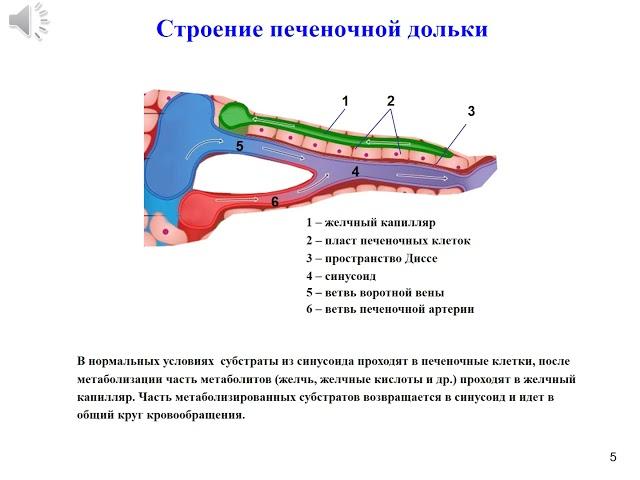 Лекция: Острый холангит и биллиарный сепсис