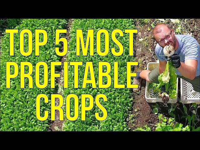 Unlock the Secret to Maximum Profits: The Top 5 Most Lucrative Crops for Market Gardeners Revealed!