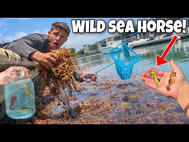 Netting WILD SEA HORSES For My AQUARIUM!!