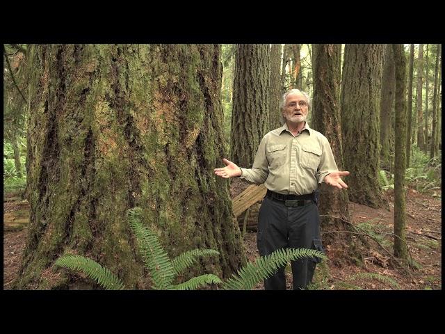 Vancouver Island Tree Stories Douglas fir MODERN