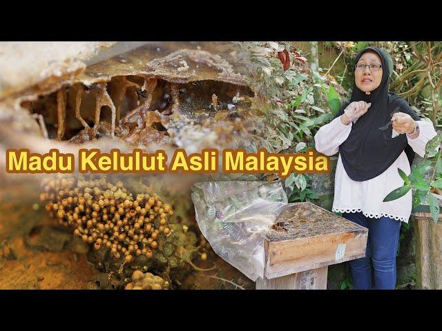 Lebah KELULUT Hasilkan Madu Yang Sesuai Untuk Orang Malaysia!