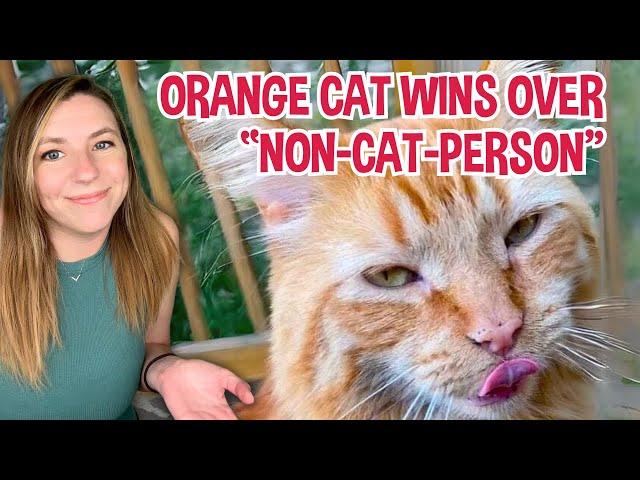 Orange cat chooses man who claims to be "not a cat person" - now they're best friends