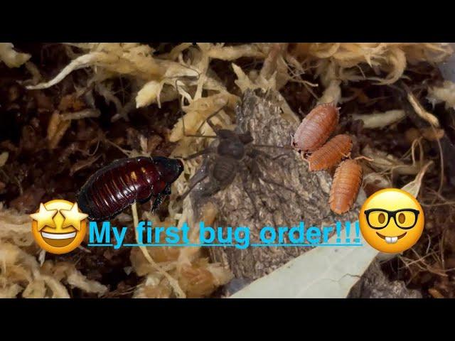 Bugs in my mail and enclosure build!!