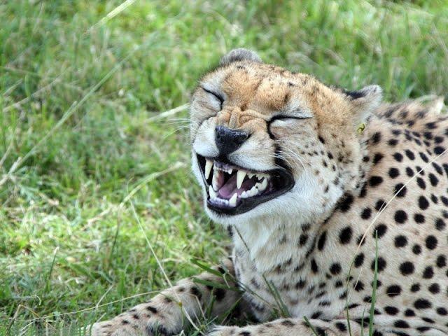 In the world of cheetahs - Part 1 // В мире гепардов -  часть 1