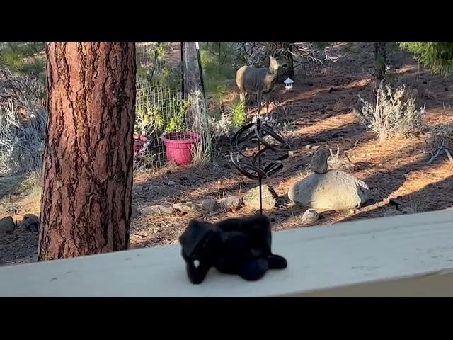 Meditation on Deer Coming to Visit