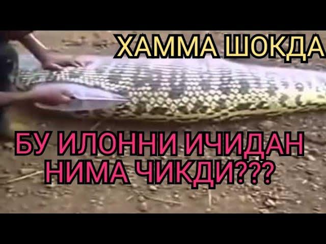 Бу Илон нимани ютган? Анаконда Энг хавфли Илон #илонлар хакида