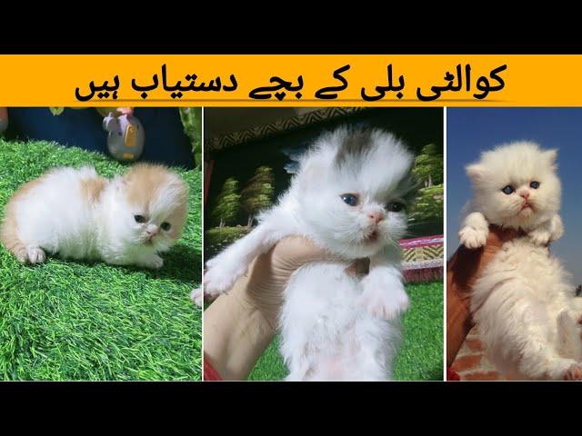 persian kitten for sale || Cats for sale in Pakistan || Persian kittens for sale in Pakistan