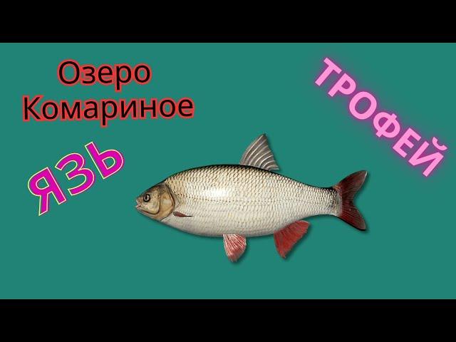 Русская Рыбалка 4. ЯЗЬ. Озеро Комариное.ЯЗЬ ТРОФ