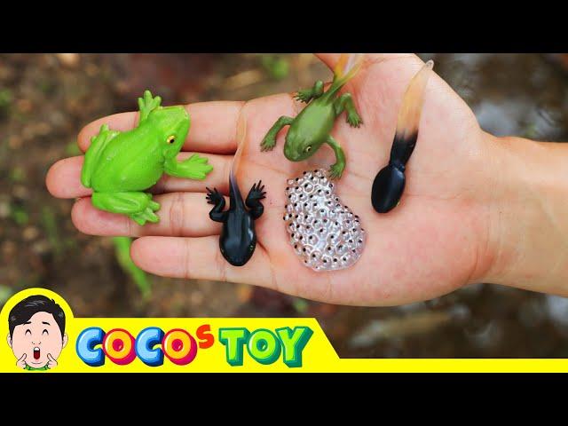 I took frog eggs out of the pond and raised them...｜snail name, frog name, Kidstoon｜CoCosToy