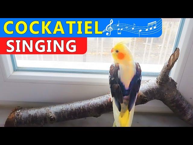 my cockatiel bird singing and dancing  | mati bird my cute cockatiel