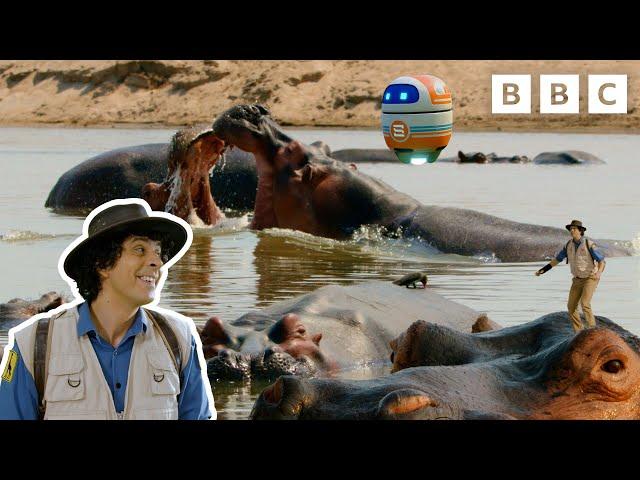 Playful Animals with Andy's Global Adventures | CBeebies